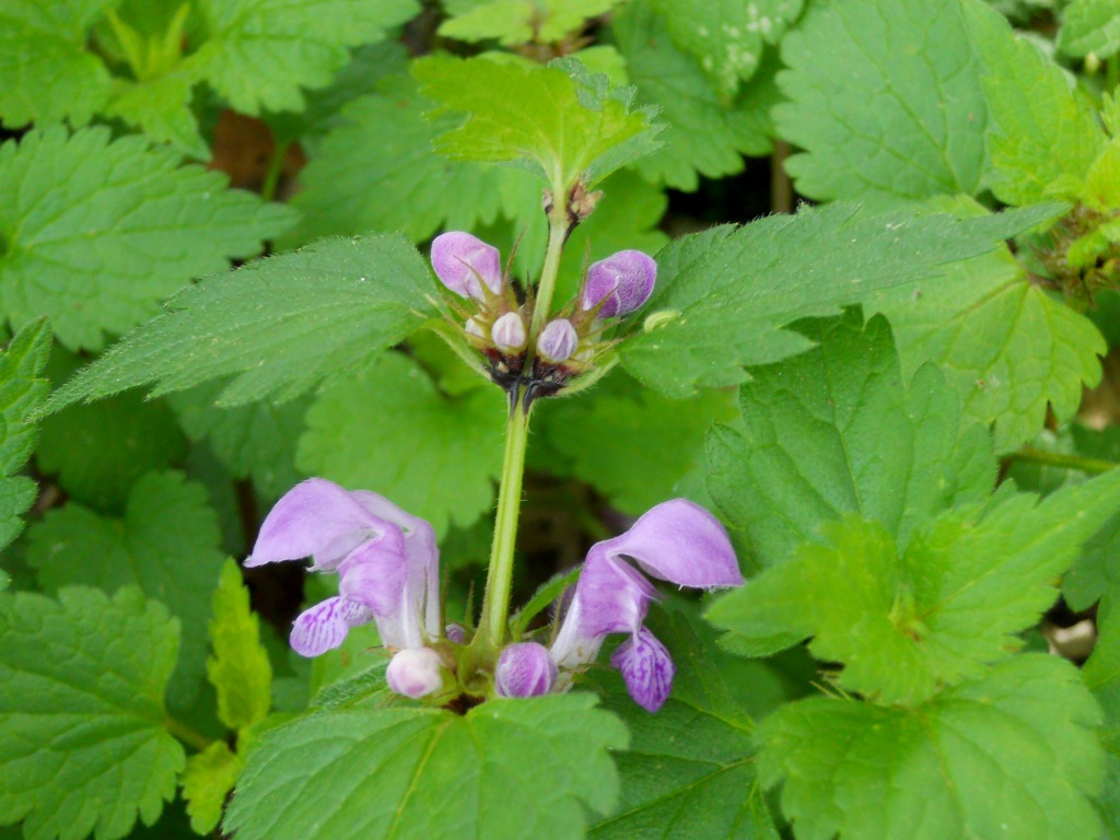 Lamium maculatum
